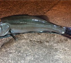 久々のシーバス