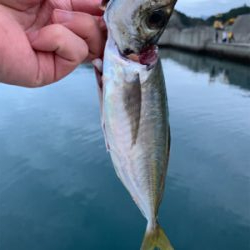 尺アジ！？！？