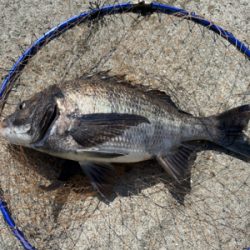 ダンゴでヒトデ釣り