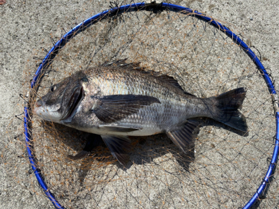 ダンゴでヒトデ釣り