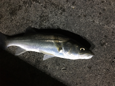 時合は短いシーバス釣行