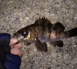 ナイトメバリング