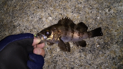 ナイトメバリング