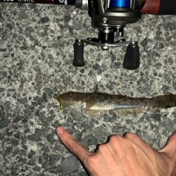 メバリングのはずが