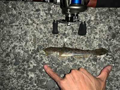 メバリングのはずが