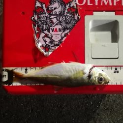 アジング 練習 124