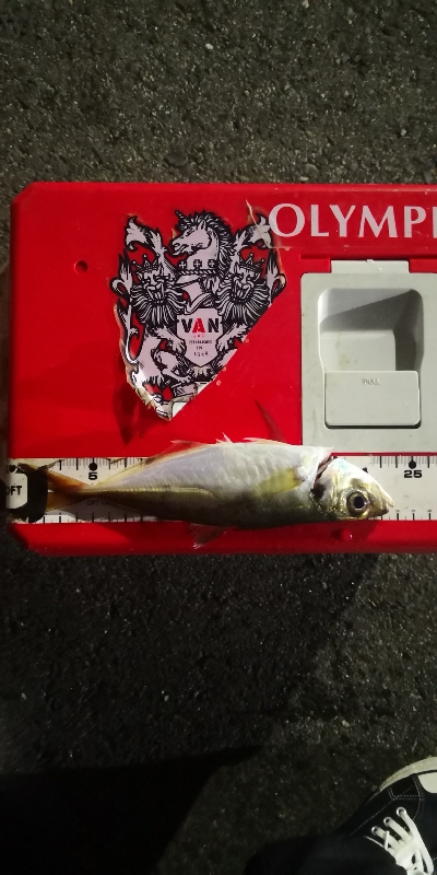 アジング 練習 124