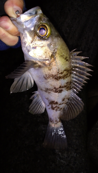 ナイトメバリング