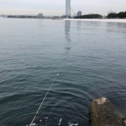 せっかくのメバル凪やけど…