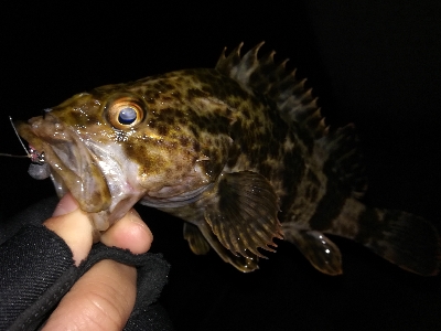 強風でもなんとか...