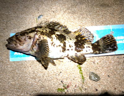 とあるサーフのライトゲーム