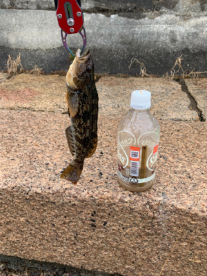 ロックフィッシング