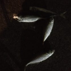 アジがまだまだ