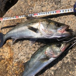 やっと釣れました!