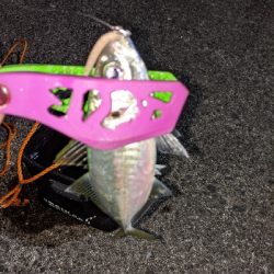 ついにきた！アジ