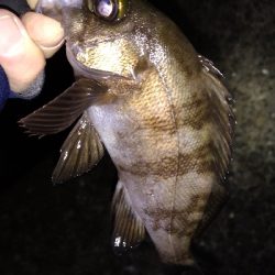 ナイトメバリング