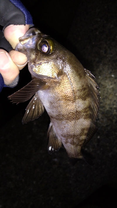 ナイトメバリング