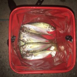 アジがよく釣れました!