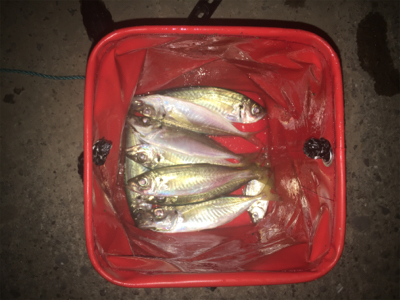 アジがよく釣れました！