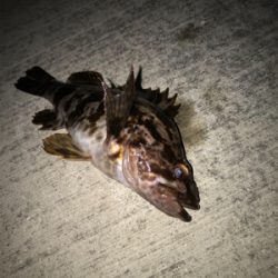 タケノコとガシラ