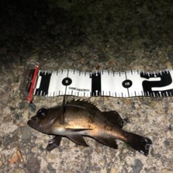 そろそろメバル