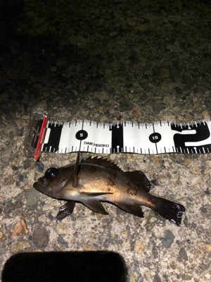 そろそろメバル