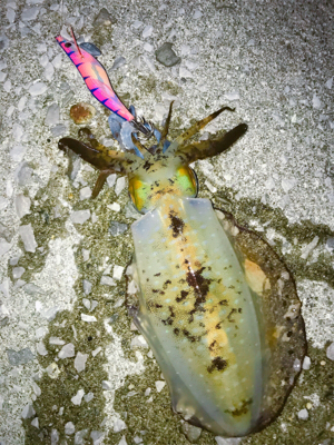 タフコンディションを打破！貴重なアオリイカ…