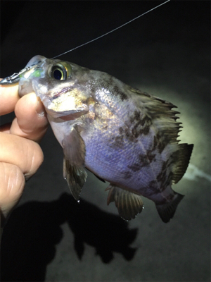 渋いメバリング