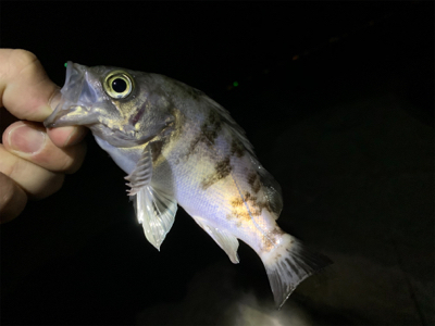 小さくても数釣りたのしぃ～！