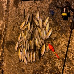 アジ釣りに行って来ました。