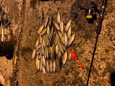 アジ釣りに行って来ました。