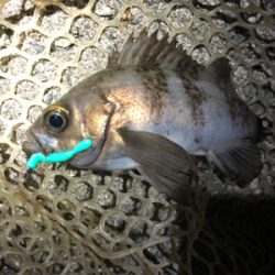 メバリングのチャリランガン