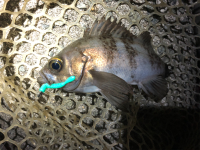 メバリングのチャリランガン