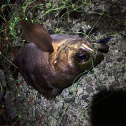 メバルのお腹がパンパン