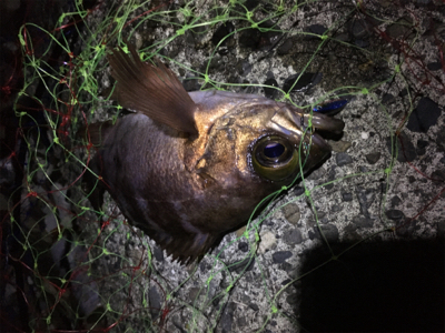 メバルのお腹がパンパン