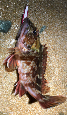 とあるサーフのロックフィッシュプラッキング…