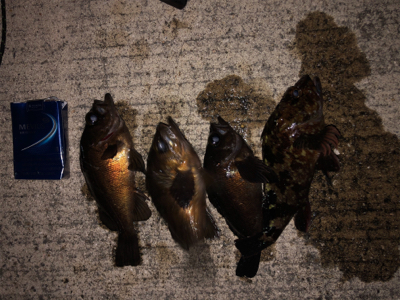 最近のお気に入り