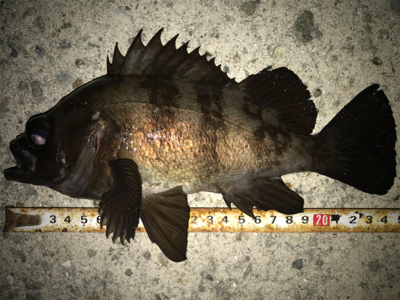 2020ライトゲーム第10戦