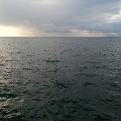 久しぶりの太刀魚