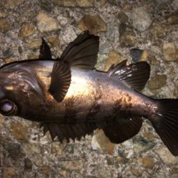 この時期に三目釣行^ ^♪