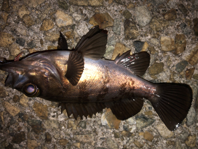この時期に三目釣行^ ^♪
