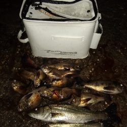 活性上がってます。