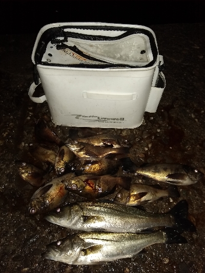 活性上がってます。