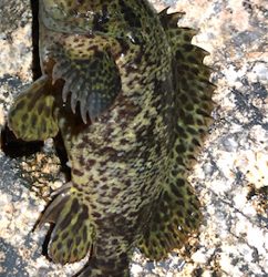 とあるサーフの3魚種