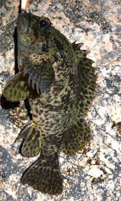 とあるサーフの3魚種