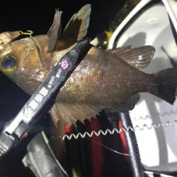 プラグメバリング