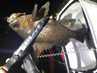 プラグメバリング