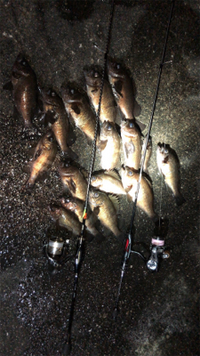 メバリングにて