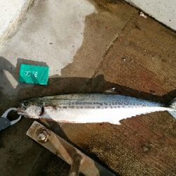 メバプラ＆ショアジギ