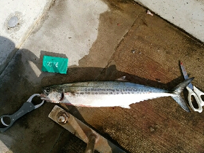 メバプラ＆ショアジギ